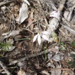 Caladenia fuscata (Dusky Fingers) at Black Mountain - 24 Sep 2016 by galah681