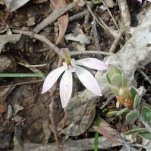 Caladenia fuscata at Canberra Central, ACT - suppressed