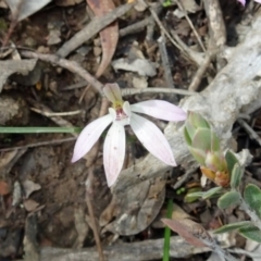 Caladenia fuscata at Canberra Central, ACT - 24 Sep 2016