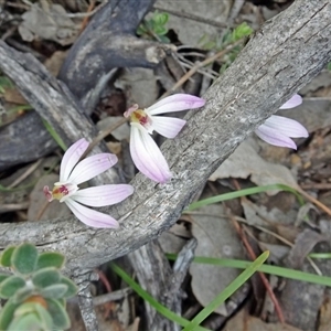 Caladenia fuscata at Point 14 - 24 Sep 2016