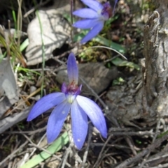 Cyanicula caerulea (Blue Fingers, Blue Fairies) at Canberra Central, ACT - 24 Sep 2016 by galah681