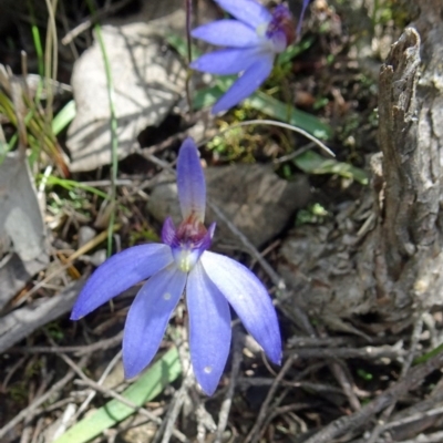 Cyanicula caerulea (Blue Fingers, Blue Fairies) at Canberra Central, ACT - 24 Sep 2016 by galah681