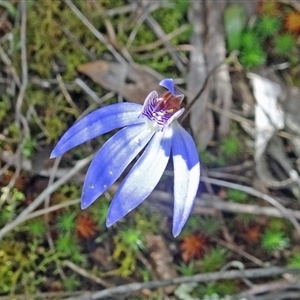 Cyanicula caerulea at Point 14 - 24 Sep 2016