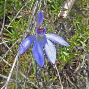 Cyanicula caerulea at Canberra Central, ACT - 24 Sep 2016