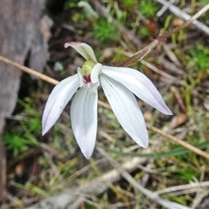 Caladenia fuscata at Point 20 - 24 Sep 2016