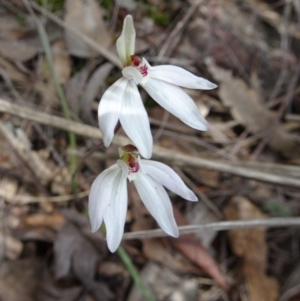 Caladenia fuscata at Canberra Central, ACT - 24 Sep 2016