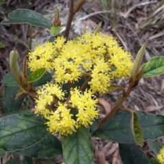 Pomaderris intermedia (Golden Pomaderris) at Black Mountain - 27 Sep 2016 by galah681