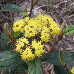 Pomaderris intermedia at Canberra Central, ACT - 27 Sep 2016 11:54 AM