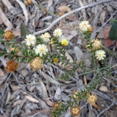 Acacia gunnii (Ploughshare Wattle) at Black Mountain - 27 Sep 2016 by galah681