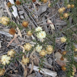 Acacia gunnii at Canberra Central, ACT - 27 Sep 2016