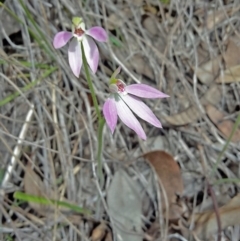Caladenia carnea (Pink Fingers) at Canberra Central, ACT - 27 Sep 2016 by galah681