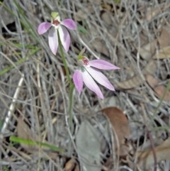 Caladenia carnea (Pink Fingers) at Black Mountain - 27 Sep 2016 by galah681