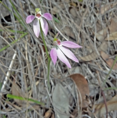 Caladenia carnea (Pink Fingers) at Canberra Central, ACT - 27 Sep 2016 by galah681