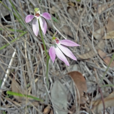 Caladenia carnea (Pink Fingers) at Black Mountain - 27 Sep 2016 by galah681