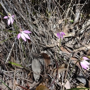 Caladenia carnea at Undefined Area - suppressed