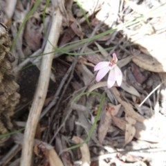 Caladenia fuscata (Dusky Fingers) at Canberra Central, ACT - 27 Sep 2016 by galah681