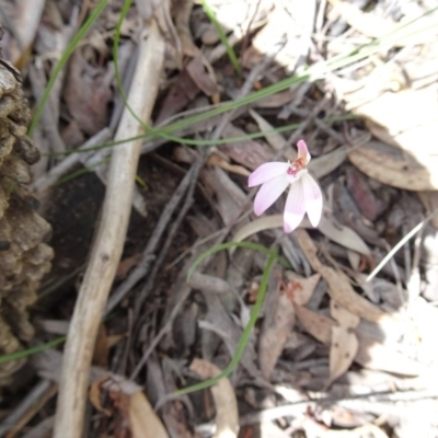 Caladenia fuscata (Dusky Fingers) at Point 4999 - 27 Sep 2016 by galah681