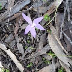 Glossodia major (Wax Lip Orchid) at Black Mountain - 27 Sep 2016 by galah681