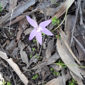 Glossodia major at Acton, ACT - 27 Sep 2016