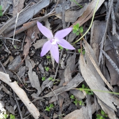 Glossodia major (Wax Lip Orchid) at Acton, ACT - 27 Sep 2016 by galah681