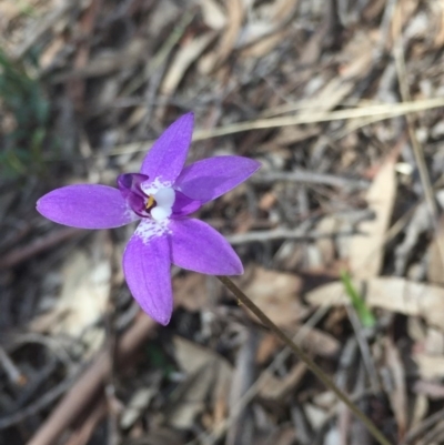 Glossodia major (Wax Lip Orchid) at O'Connor, ACT - 26 Sep 2016 by ibaird