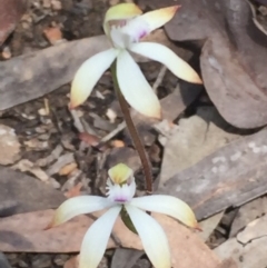 Caladenia ustulata (Brown Caps) at O'Connor, ACT - 25 Sep 2016 by ibaird