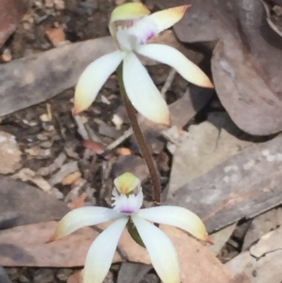 Caladenia ustulata (Brown Caps) at O'Connor, ACT - 25 Sep 2016 by ibaird