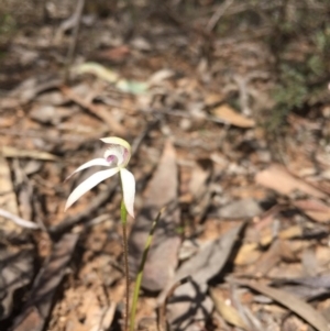 Caladenia ustulata at O'Connor, ACT - 26 Sep 2016