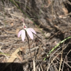 Caladenia fuscata (Dusky Fingers) at O'Connor, ACT - 26 Sep 2016 by ibaird