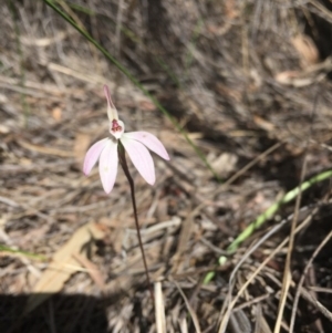 Caladenia fuscata at O'Connor, ACT - suppressed