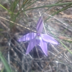 Glossodia major (Wax Lip Orchid) at Black Mountain - 27 Sep 2016 by gregbaines