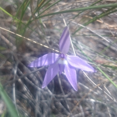 Glossodia major (Wax Lip Orchid) at Canberra Central, ACT - 27 Sep 2016 by gregbaines