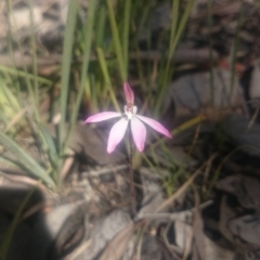 Caladenia fuscata (Dusky Fingers) at Canberra Central, ACT - 27 Sep 2016 by gregbaines