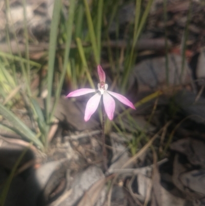 Caladenia fuscata (Dusky Fingers) at Point 4242 - 27 Sep 2016 by gregbaines