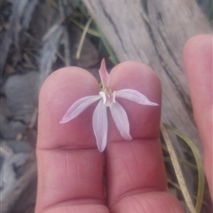 Caladenia fuscata at Undefined Area - suppressed