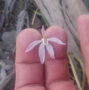 Caladenia fuscata at Undefined Area - suppressed