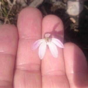 Caladenia fuscata at Point 4242 - 27 Sep 2016