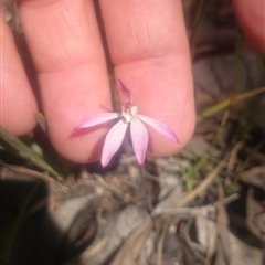 Caladenia fuscata at Point 4242 - 27 Sep 2016