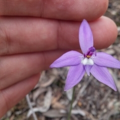 Glossodia major (Wax Lip Orchid) at Canberra Central, ACT - 27 Sep 2016 by gregbaines