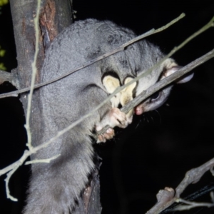 Petaurus notatus at Gungahlin, ACT - 28 Sep 2016 06:57 PM