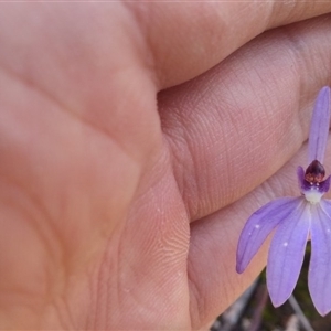 Cyanicula caerulea at Point 3506 - 27 Sep 2016