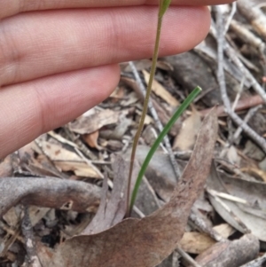 Caladenia ustulata at Undefined Area - suppressed