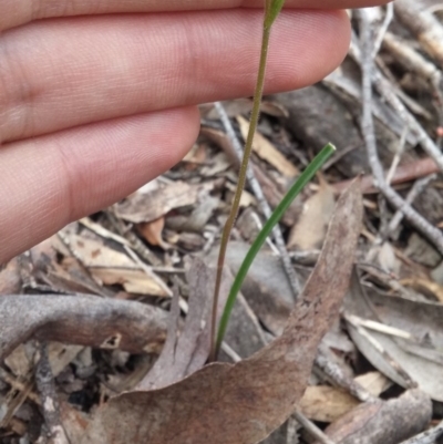 Caladenia ustulata (Brown Caps) at Point 3506 - 27 Sep 2016 by gregbaines