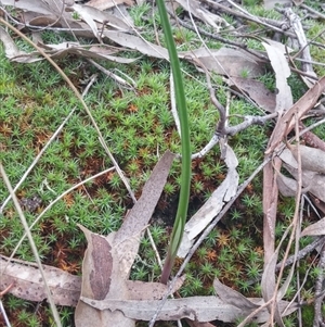 Thelymitra sp. at Point 3506 - 27 Sep 2016