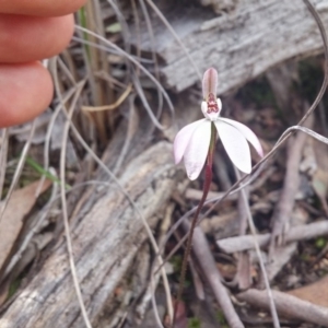 Caladenia fuscata at Canberra Central, ACT - 27 Sep 2016