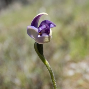 Glossodia major at Sutton, NSW - 28 Sep 2016