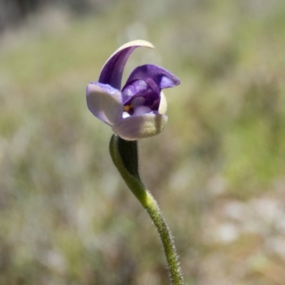 Glossodia major (Wax Lip Orchid) at Sutton, NSW - 28 Sep 2016 by CedricBear