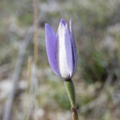 Glossodia major at Sutton, NSW - 28 Sep 2016