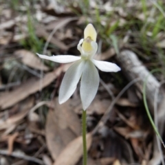 Caladenia sp. (A Caladenia) at Gungahlin, ACT - 27 Sep 2016 by CedricBear