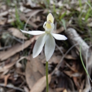 Caladenia sp. at Gungahlin, ACT - 27 Sep 2016